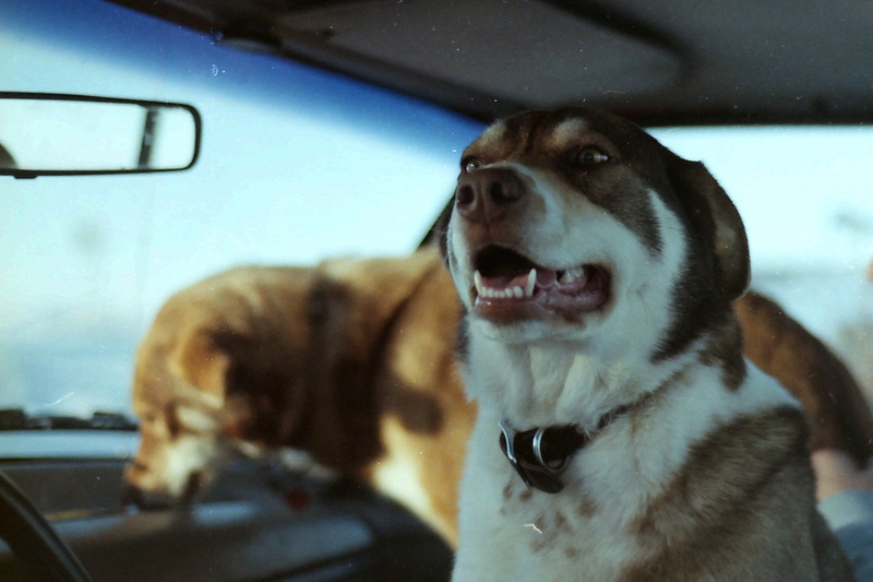 Illustration for article titled The Cutest Pups In Trucks On National Dog Day